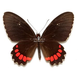 PARIDES ERITHALION POLYZELUS